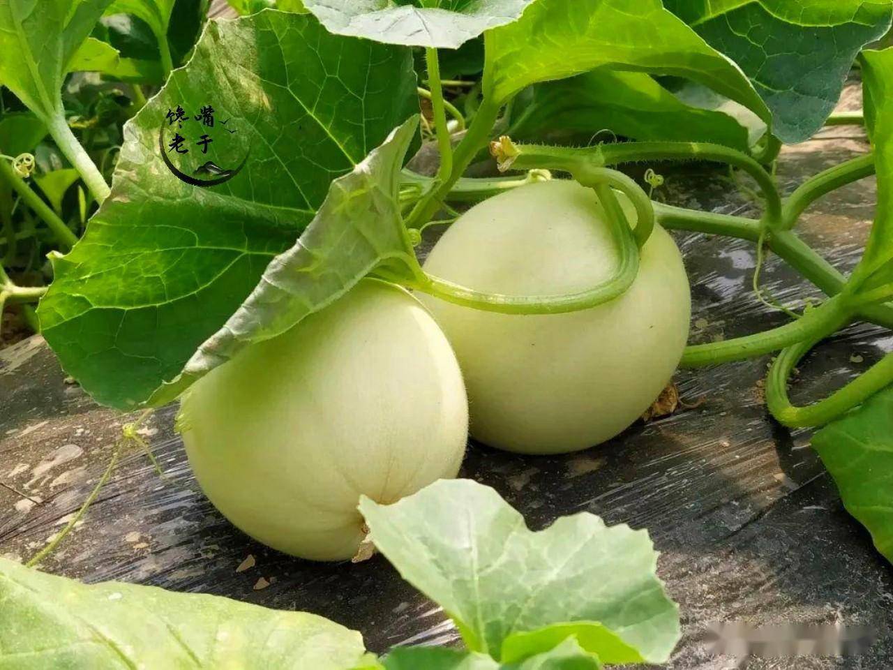 一般来说,甜瓜分两大类,一类是厚皮甜瓜,主要代表为甘肃白兰瓜,麻醉瓜