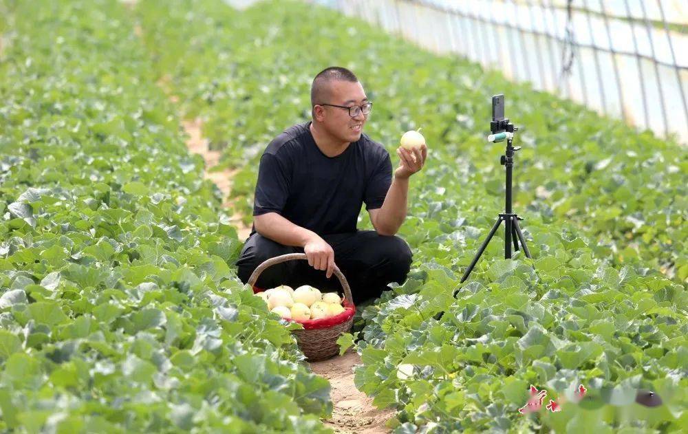 『媒体看西峰』【图片故事】西峰瓜农倪建刚的"甜蜜"致富路_种植_甜瓜