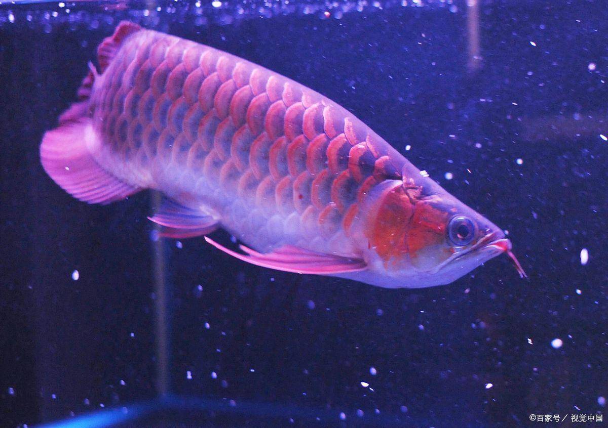 养鱼指南|养鱼知识|红龙鱼受惊吓的解决办法解析_环境_行为_问题