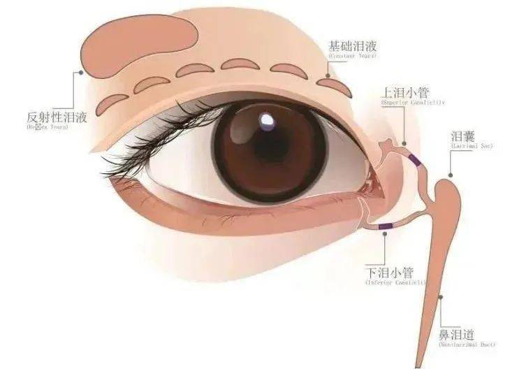眼泪产生后自然排出的通道,正常情况下,眼泪从泪腺分泌后覆盖滋润角膜