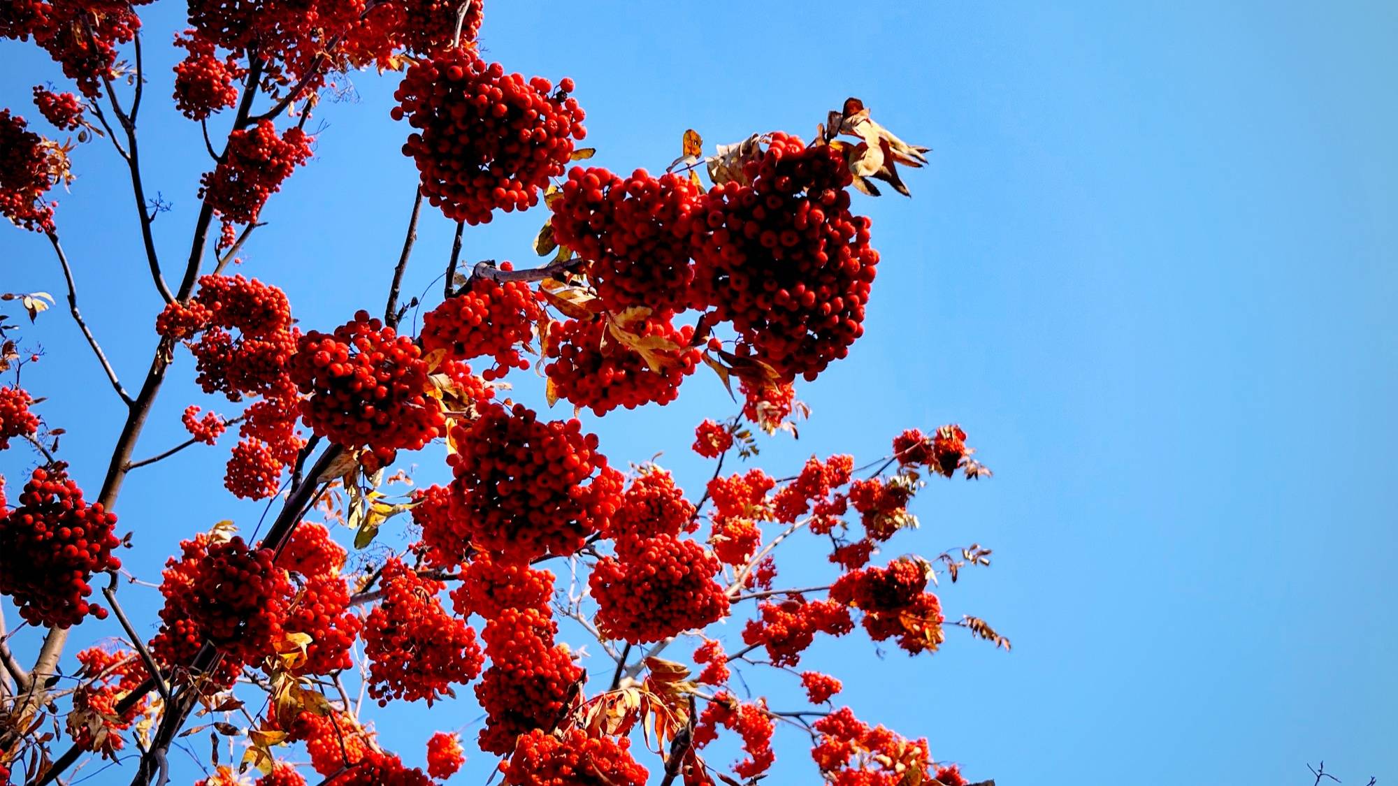 吉林市市花市树图片