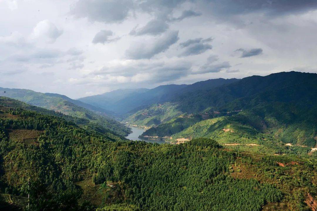 在勐库西半山的深处,遇见懂过_茶树_茶园_双江县
