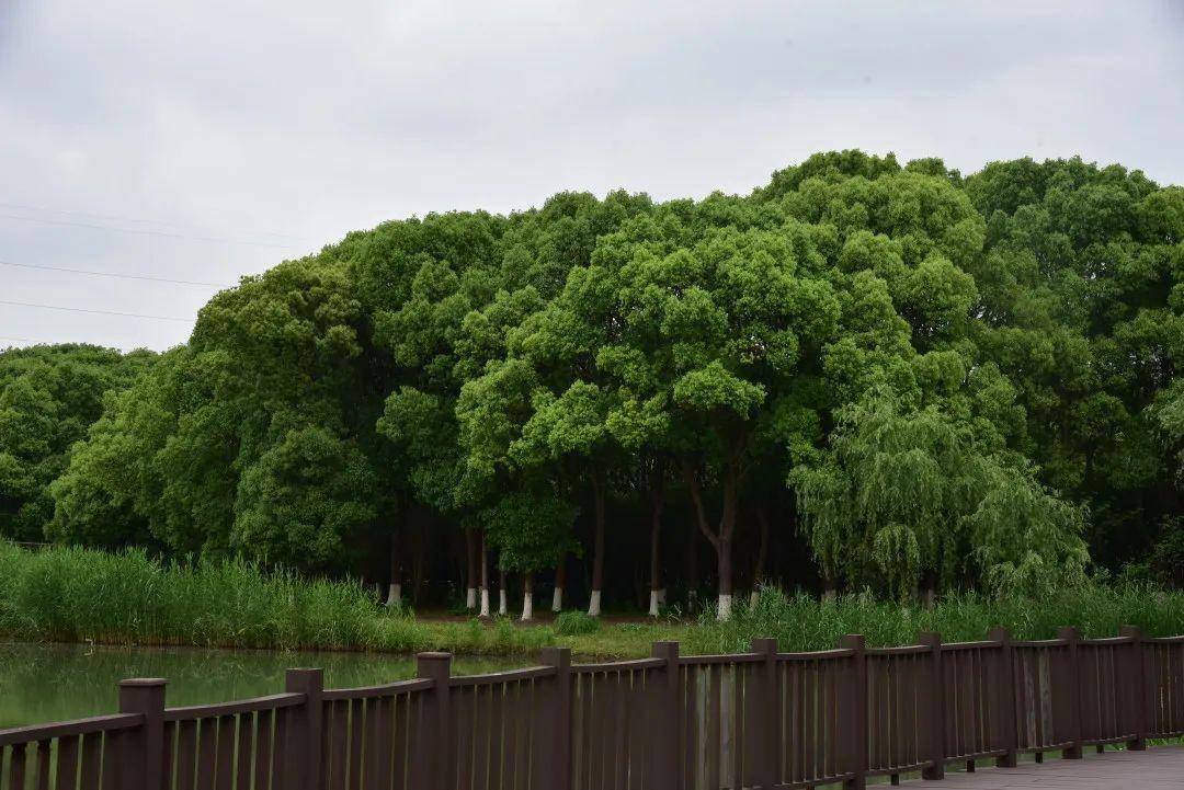 九科绿洲,美!_九亭镇_园区_湖面