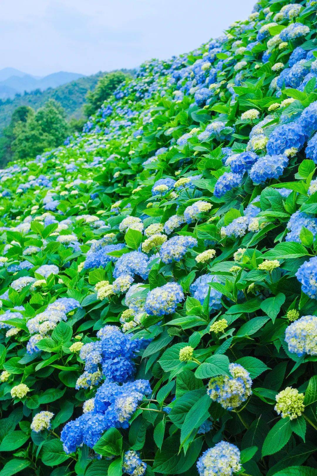 【山伍成群】5月28日周日 温州泰顺筱村公社绣球花海,最美古廊桥 休闲