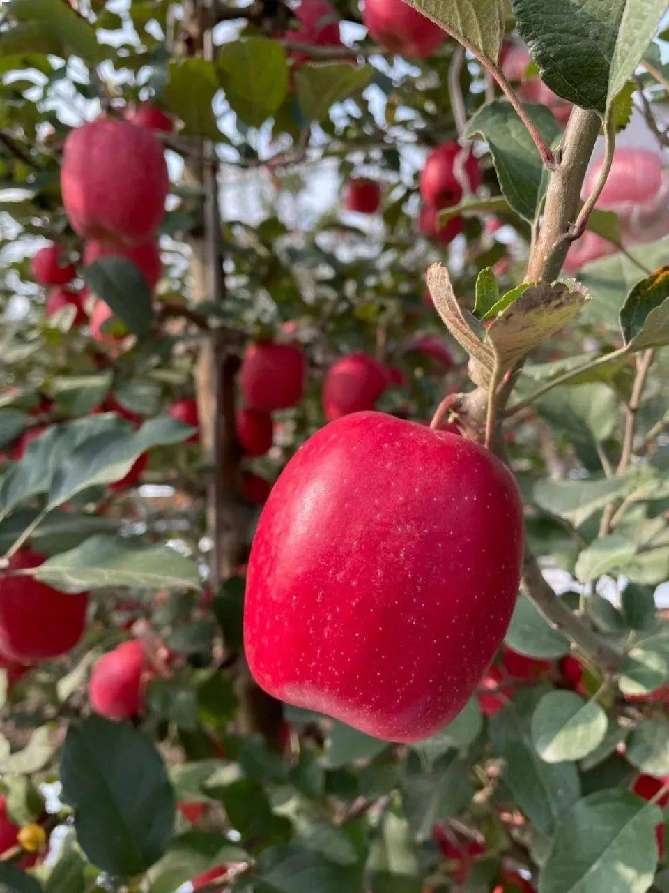 难怪被称为"国产苹果天花板"!_瑞香_种植_中国