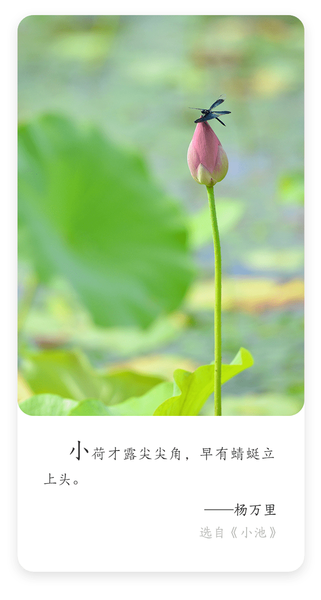 每日名言| 杨万里：小荷才露尖尖角，早有蜻蜓立上头_搜狐网