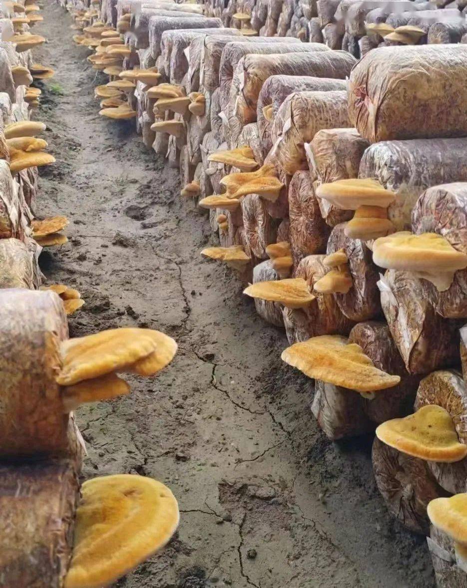 长势整齐的桑黄菌是目前国际上公认的名贵珍稀药材,食用真菌,是国际