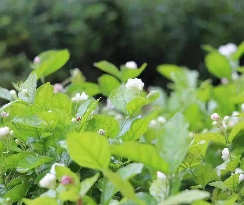 【廉洁文化】古人眼里的福建茶:廉美和敬 人间清欢_北苑_武夷_建州