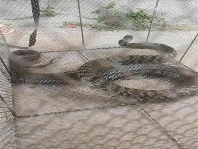 报后,民警迅速前往现场查看发现,在树叶茂盛处藏匿着一条长两米的大蛇