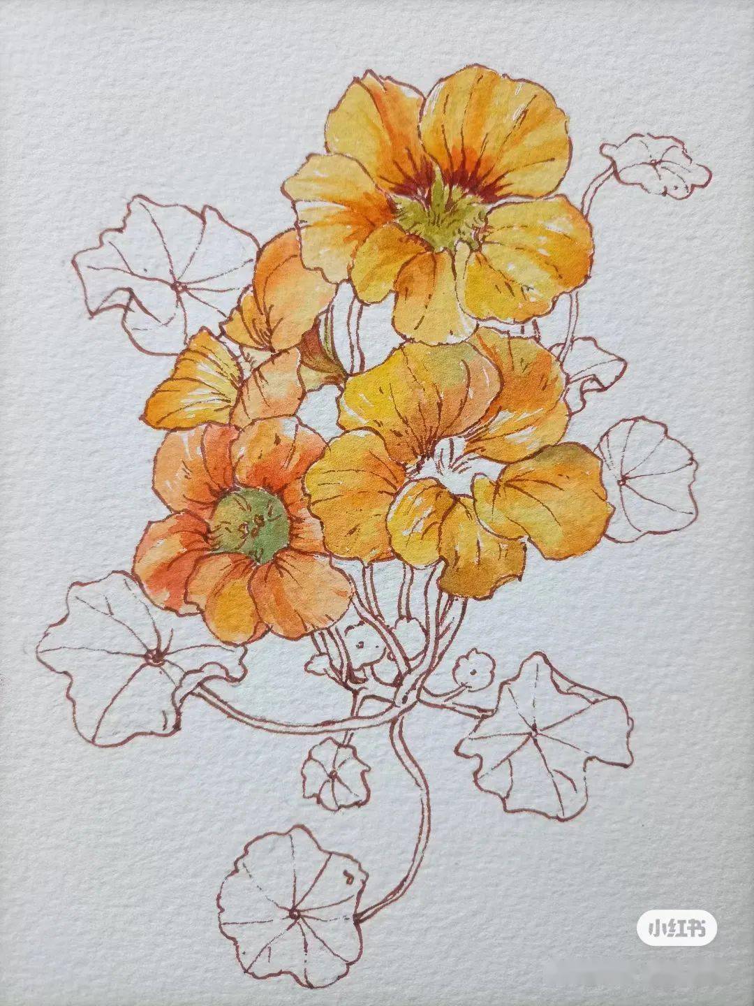 绘画步骤:金莲花绘画步骤:大西瓜简直是初学小白的福音啊大神还很贴心