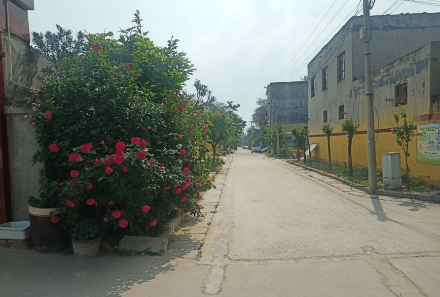 禹州市梁北镇:填平荒沟种绿树 生态宜居步步景