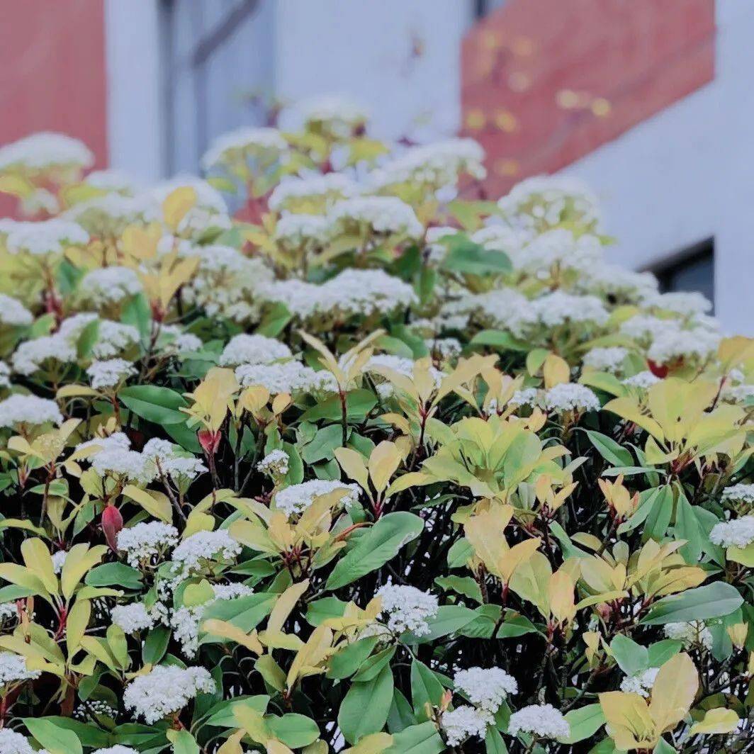 不重样的一周ecuster头像使用指南!速领→_华理_校园_华讯