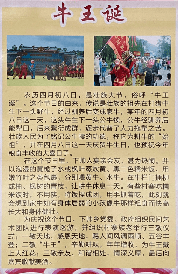 农历四月初八是壮家人著名的传统节日"牛王诞"壮族人用牛,敬牛将其