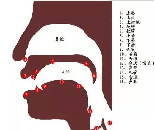 学会这套口部操,迅速提高你的发音能力!_舌尖_进行_双唇