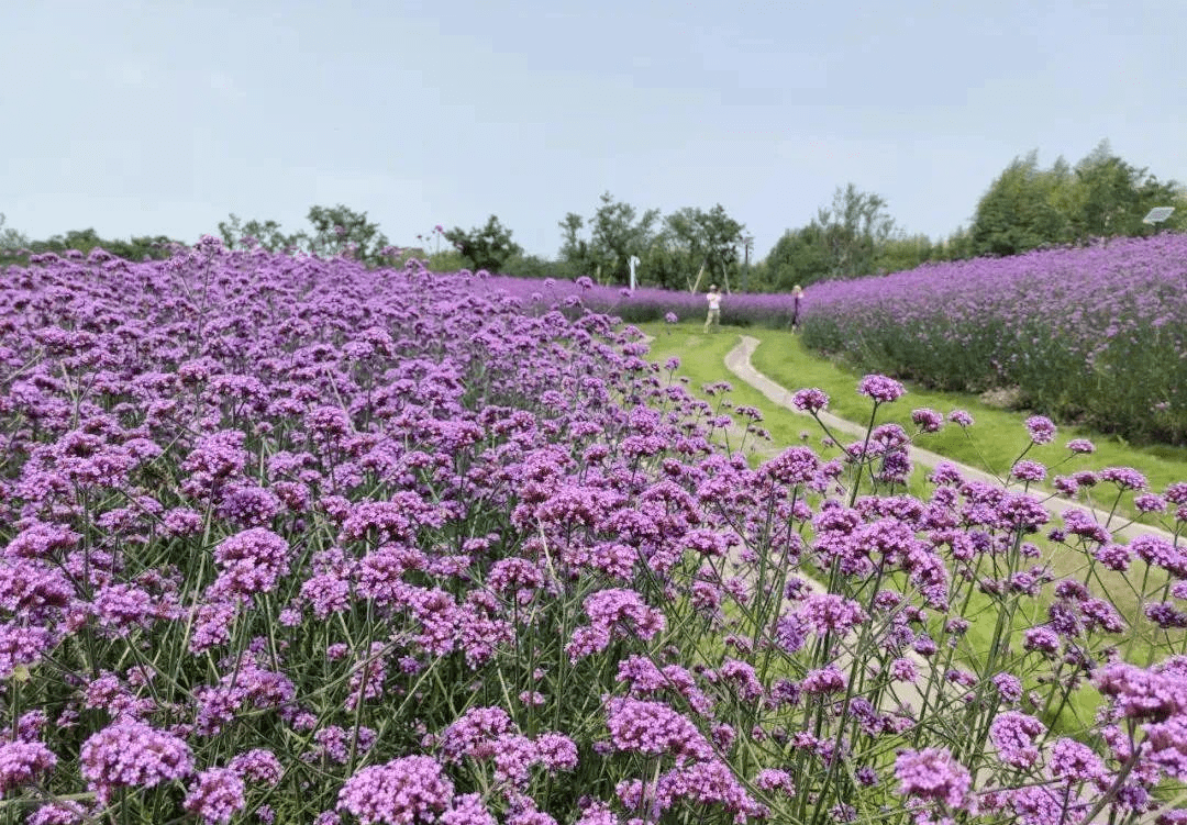 9元享周浦花海景区大门票【早鸟票】,39.
