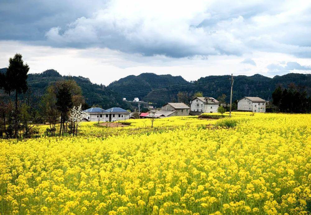 蒼溪人拍蒼溪|高坡菜花黃_福鸞_趙洪文_油菜