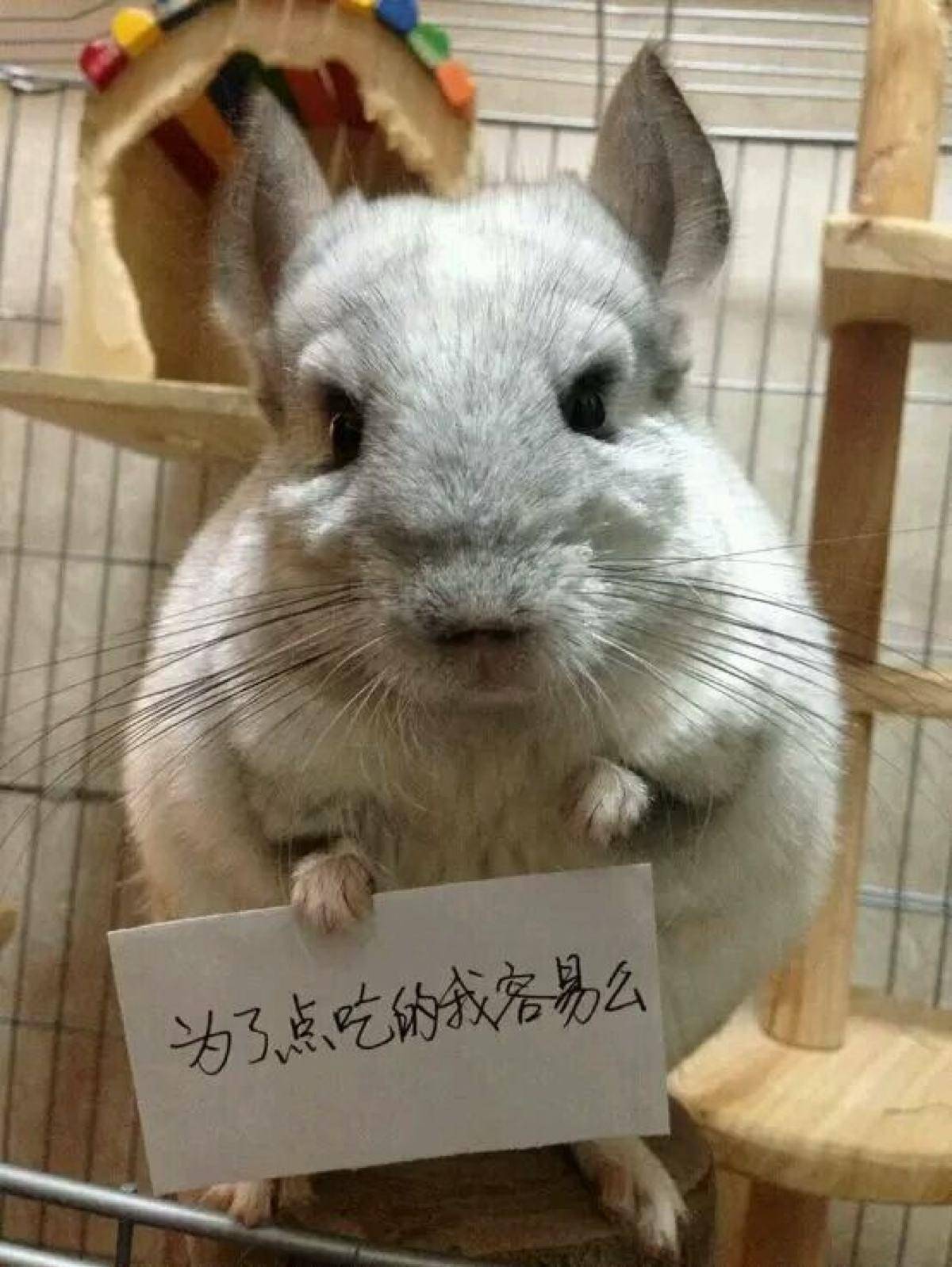 为了防止龙猫中暑主人最好是可以将龙猫移至空调房饲养