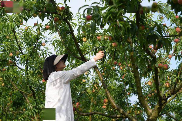 北碚早熟桃子香甜上市