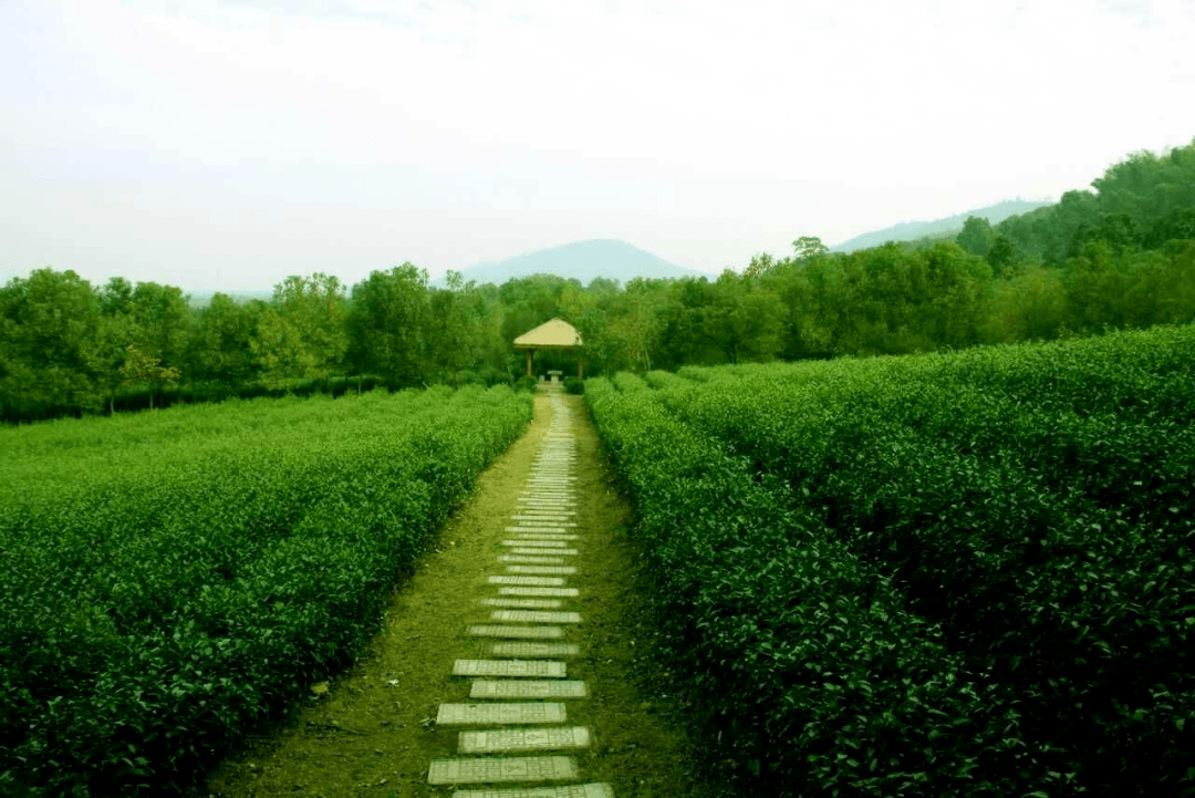 来看句容市"茅山长青"茶旅二日游线路→_休闲_茶园_旅游