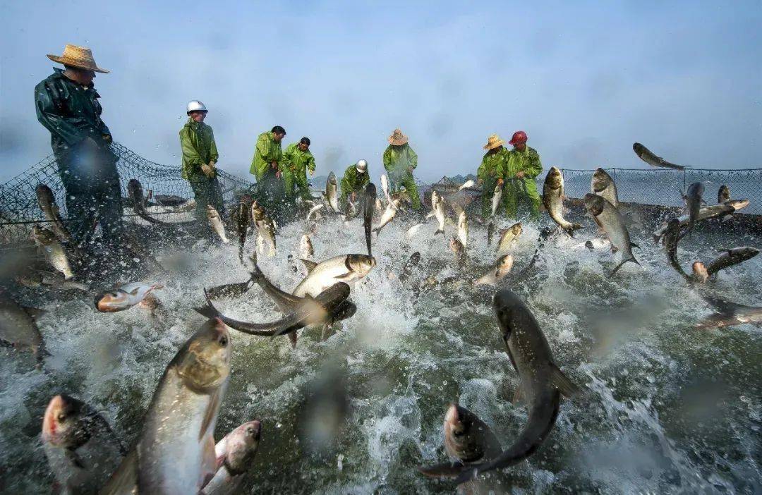 邂逅仙女湖,品味全魚宴_魚肉_美味_味蕾