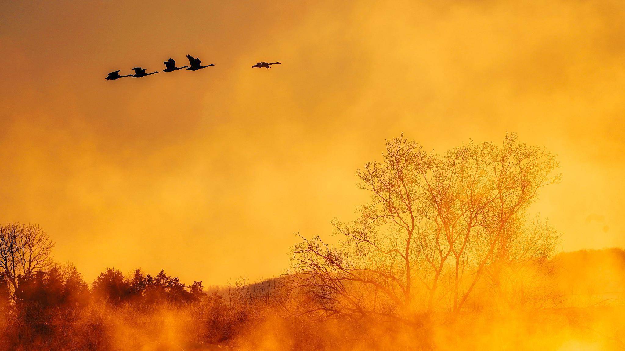 一首很有骨气的干谒诗,委婉从容,尽显孤傲高洁_杜荀鹤_裴侍郎_道义