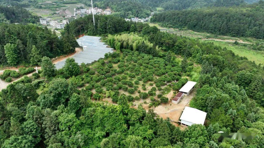 线路推荐②武平县十方镇 梅坑村杨梅坑果场杨梅坑果场地处武平县十方