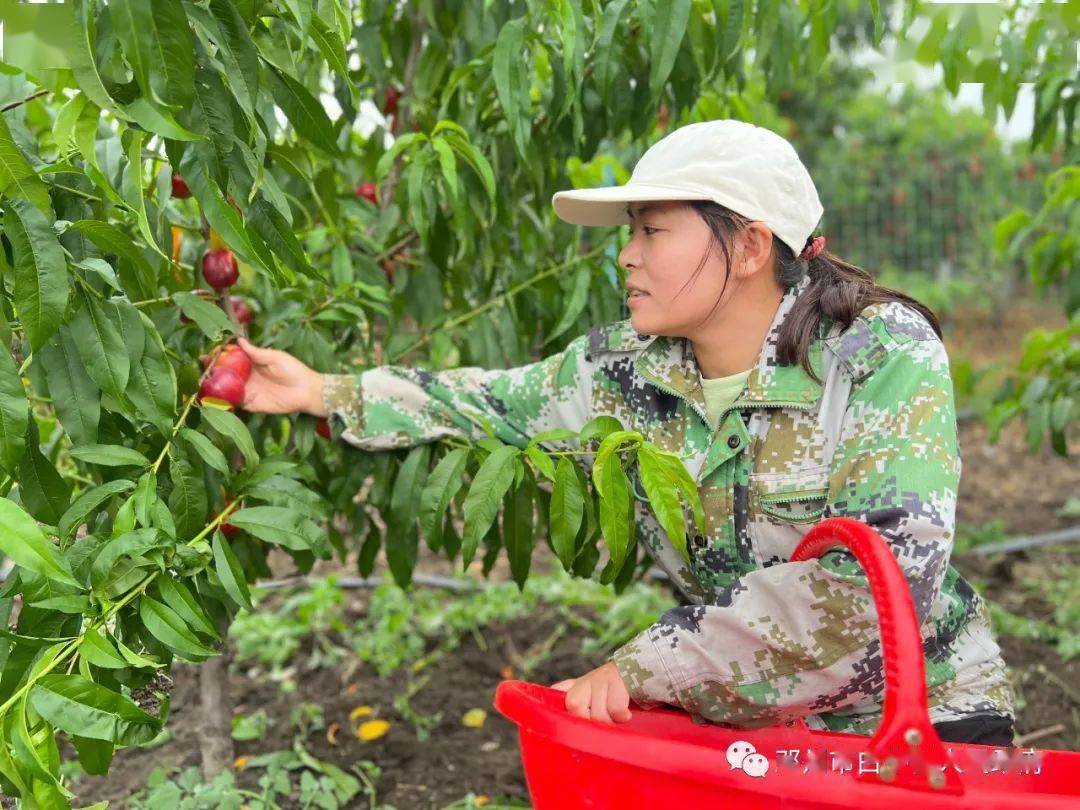 白牛镇:鲜桃满枝引客来 特色产业助增收_发展_新品种_邓州