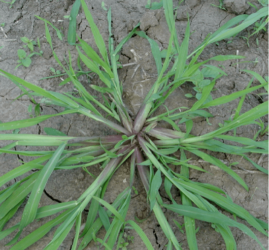 玉米田苗前封闭除草技术_杂草_地块_土壤
