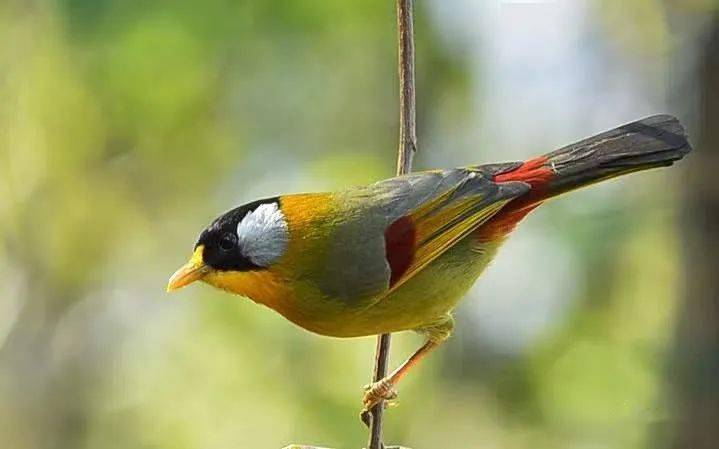 【鸟类科普】金翅噪鹛_黑色_褐色_保护