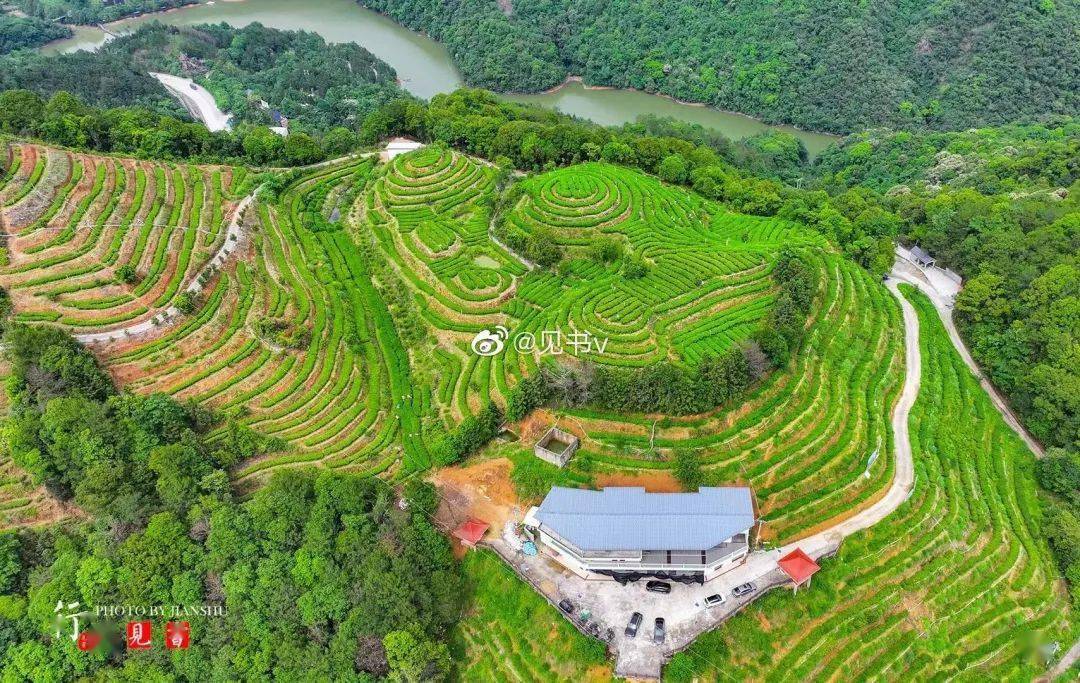 来九鹏溪,感受"水上茶乡"的美_龙岩_漳平_茶山