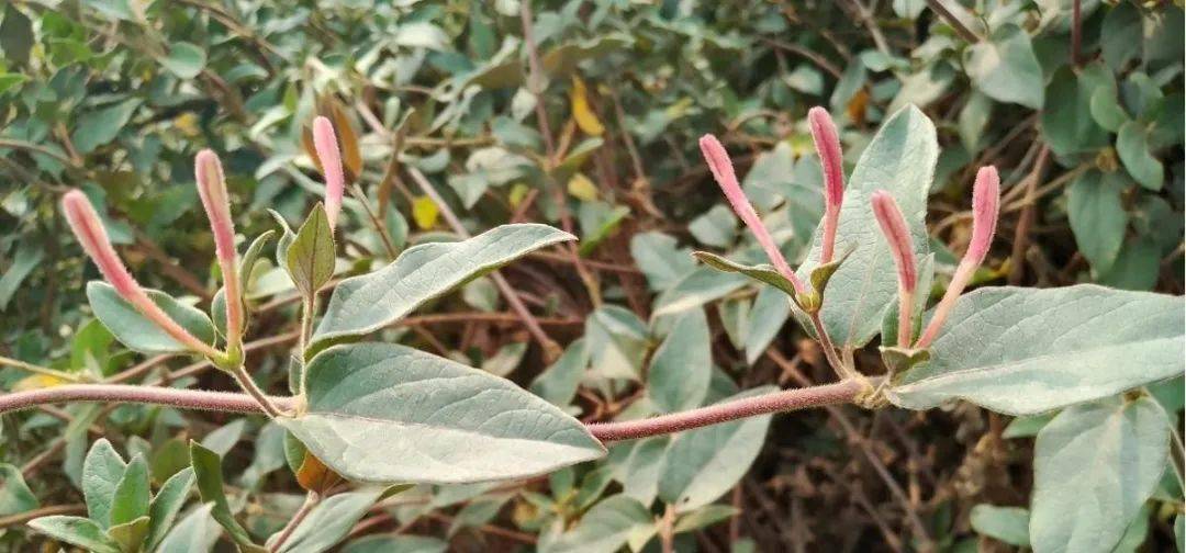 其干燥花蕾或初开的花朵可以入药,具有清热解毒,疏散风热的功效,在