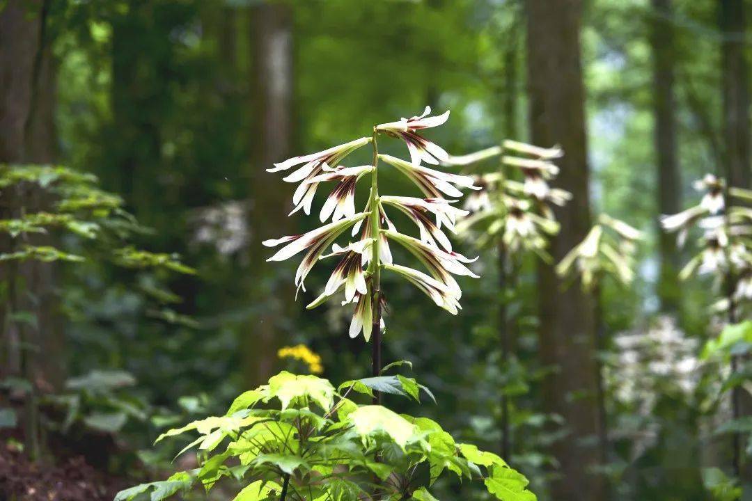 崇州山谷里,大片野百合浪漫绽放_琉璃_森林_山林