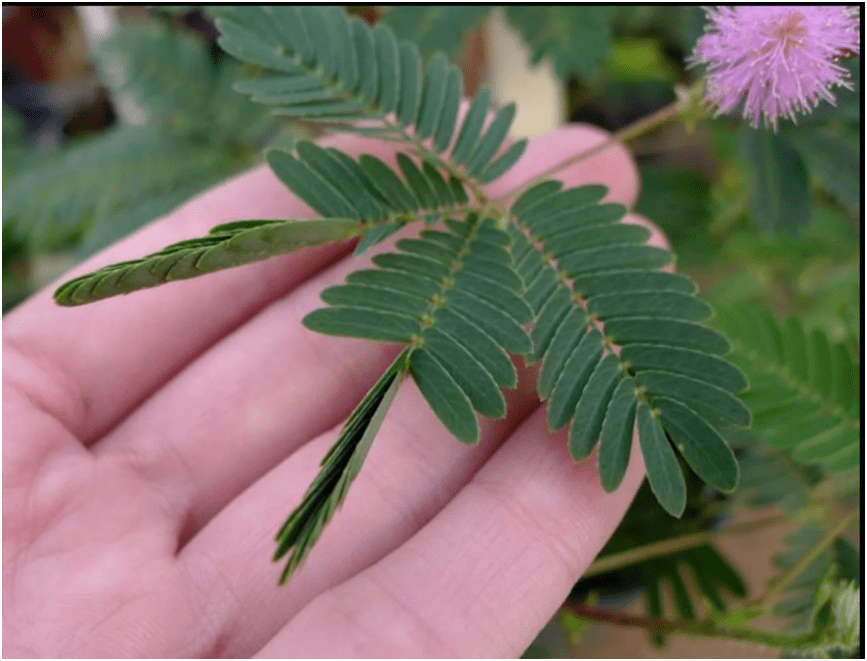 戳戳它或许能让你永保童心~但记得要洗手噢 | 小叶子涨"植"识_含羞草