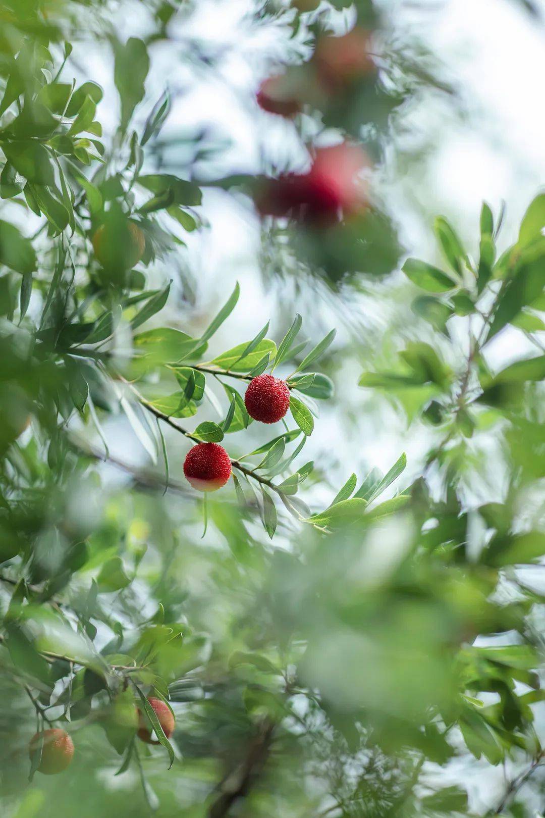 树山杨梅迎来成熟期