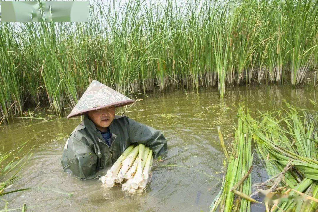 如今18元/斤,畅销全国!_蒲菜_淮安_江苏省