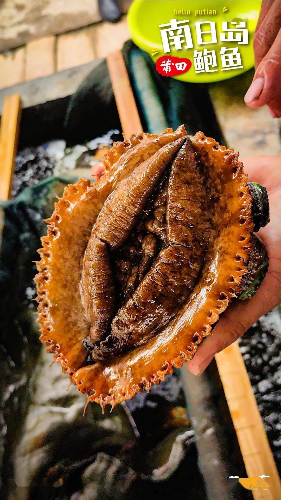 6月1日,《您好·莆田》南日岛鲍鱼_南日鲍_养殖_饵料