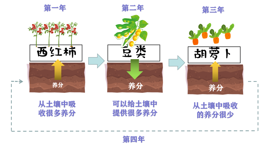 轮作 连作 间作 套作图片