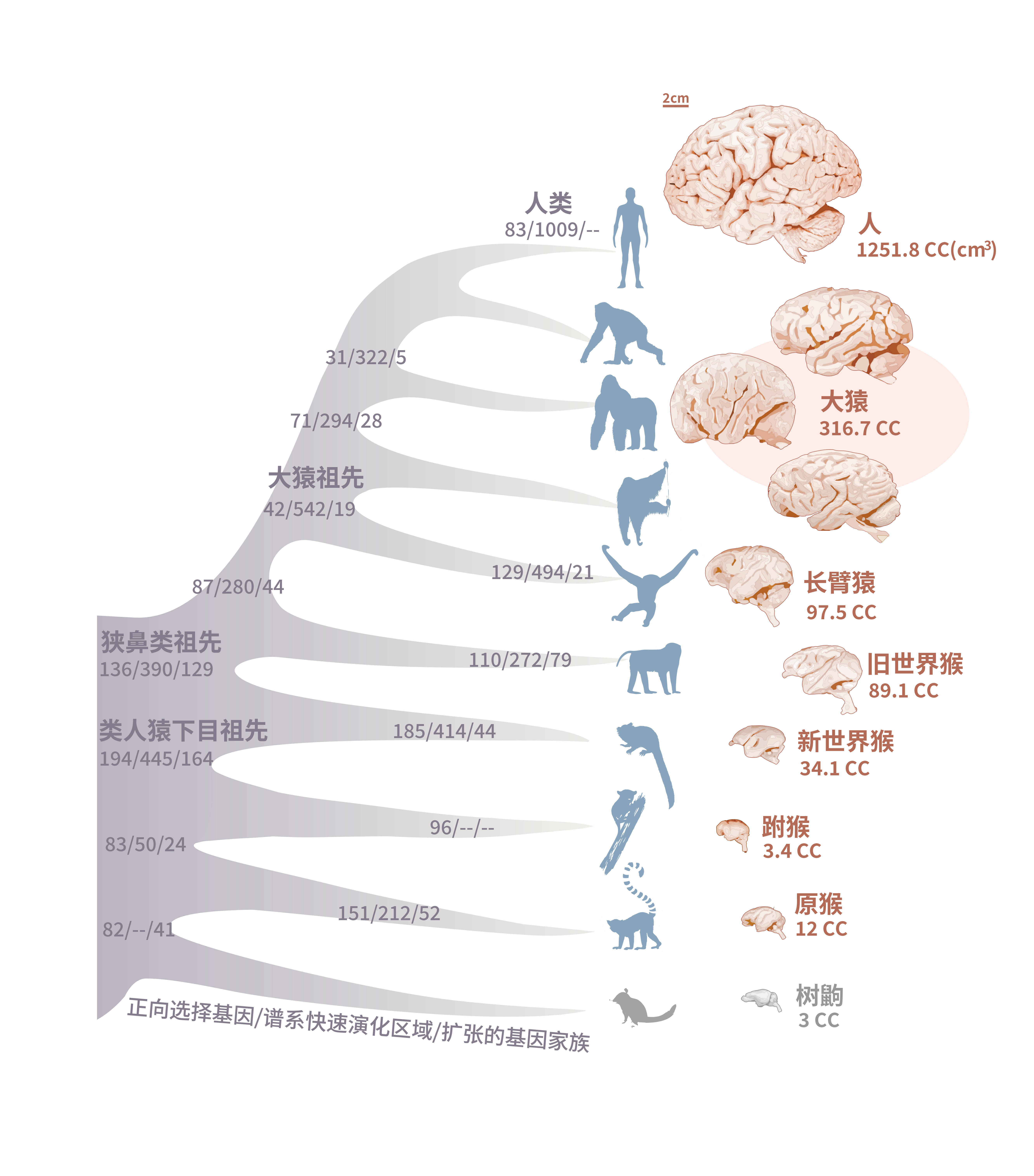 脑容量变化表情包图片