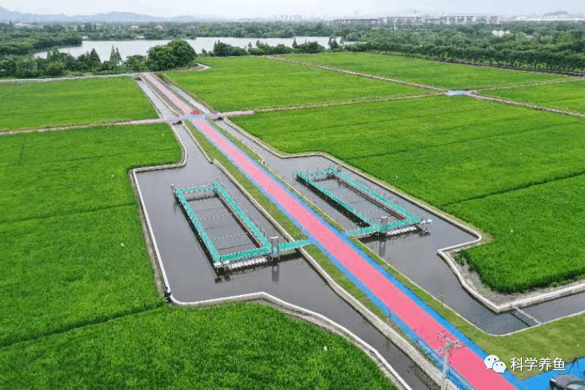 "稻渔共生 跑道养鱼",这种养殖模式你了解吗?_稻田_科学_技术