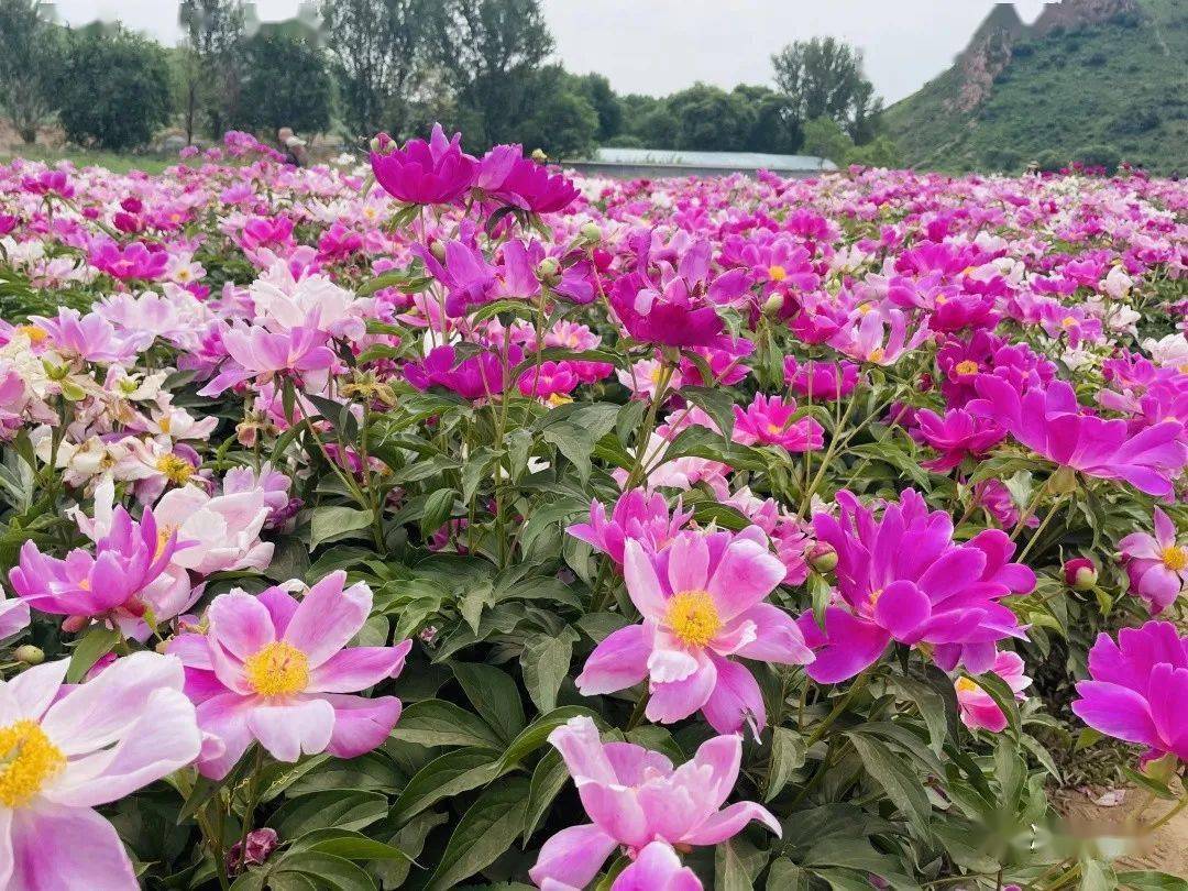 驚喜凌海 | 溫滴樓鎮:花海開出暢遊凌海新