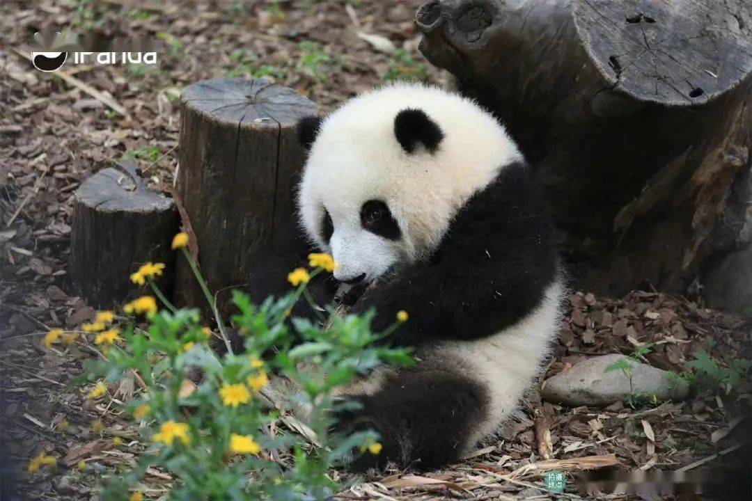 大熊猫的英文是panda吗？它到底是熊还是猫？_手机搜狐网