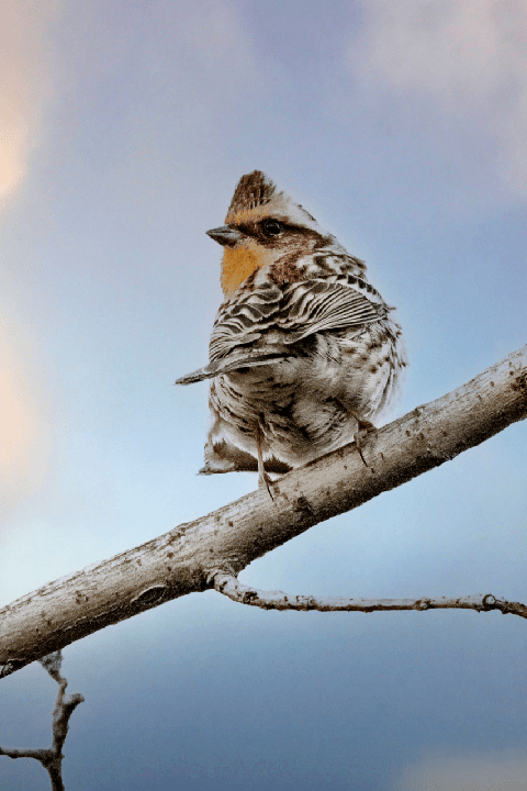 作品名:《回眸远望》作者:张广义拍摄地:苍梧绿园内容:树枝上的黄喉鹀