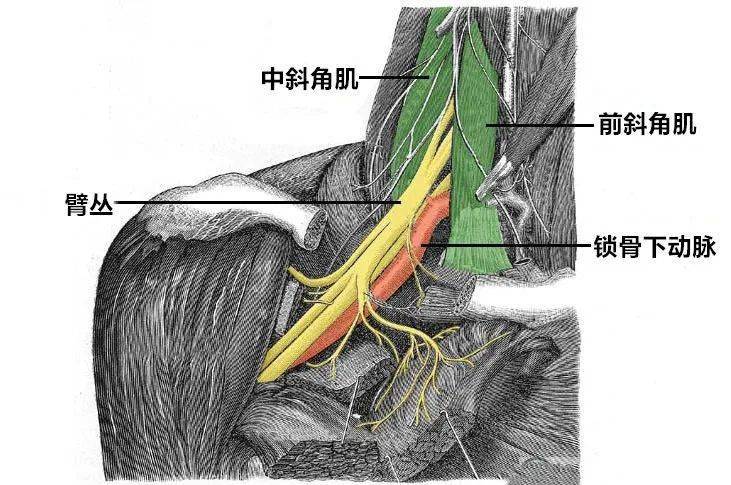 臂丛的毗邻及其病变综合征