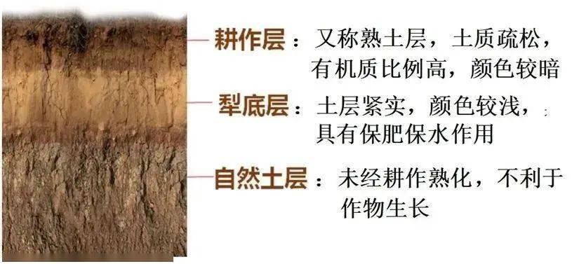 (3)耕作土壤剖面:自然土壤经过人为耕作就变成耕作土壤.
