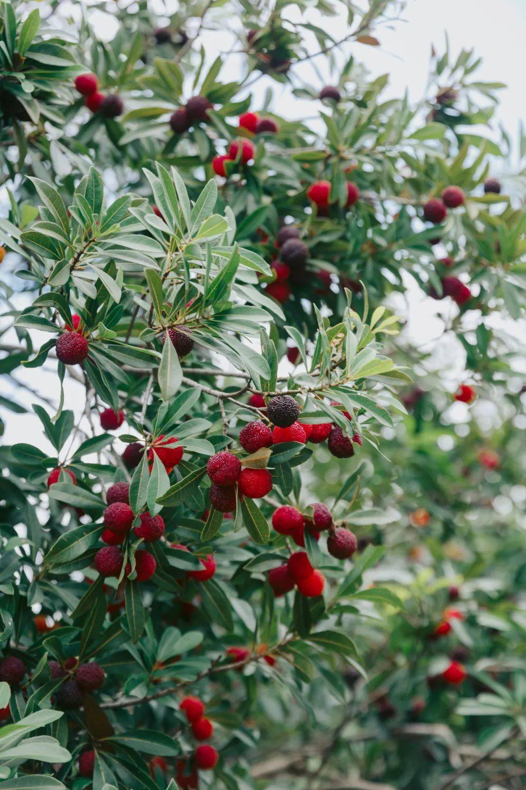 舟山晚稻杨梅将上市!_定海区_种植_品种