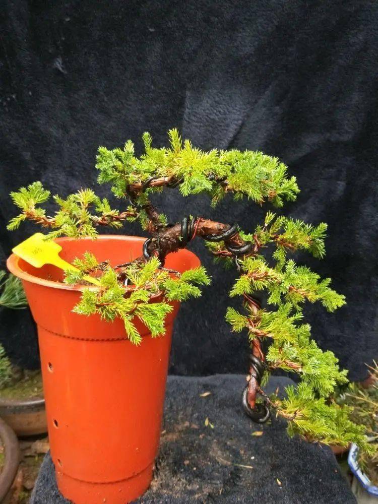 遇上地柏不能错过,物善其用,它可是最佳盆景造型练手材料!