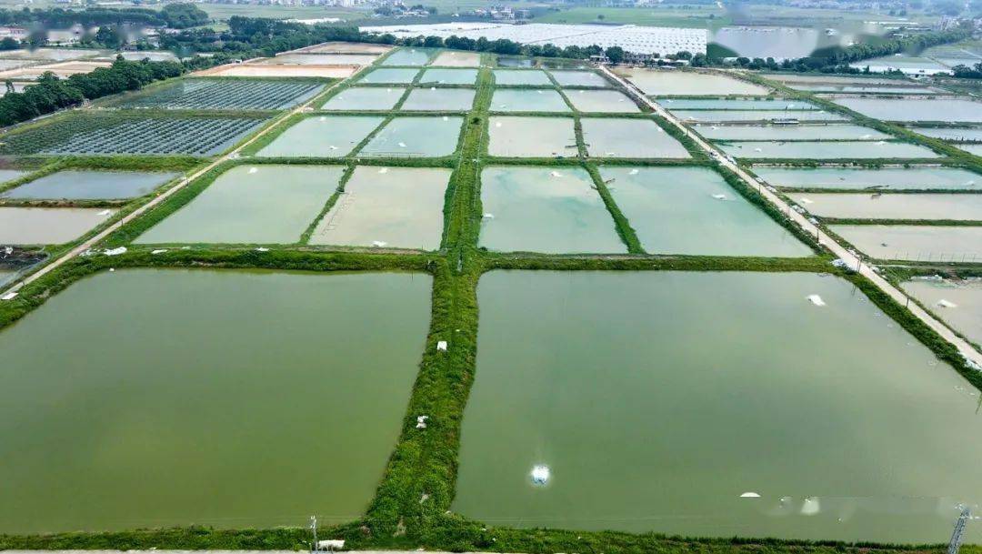 财兴生态养殖基地跟已经成熟的中华鳖品种一样,财兴对于大刺鳅管理