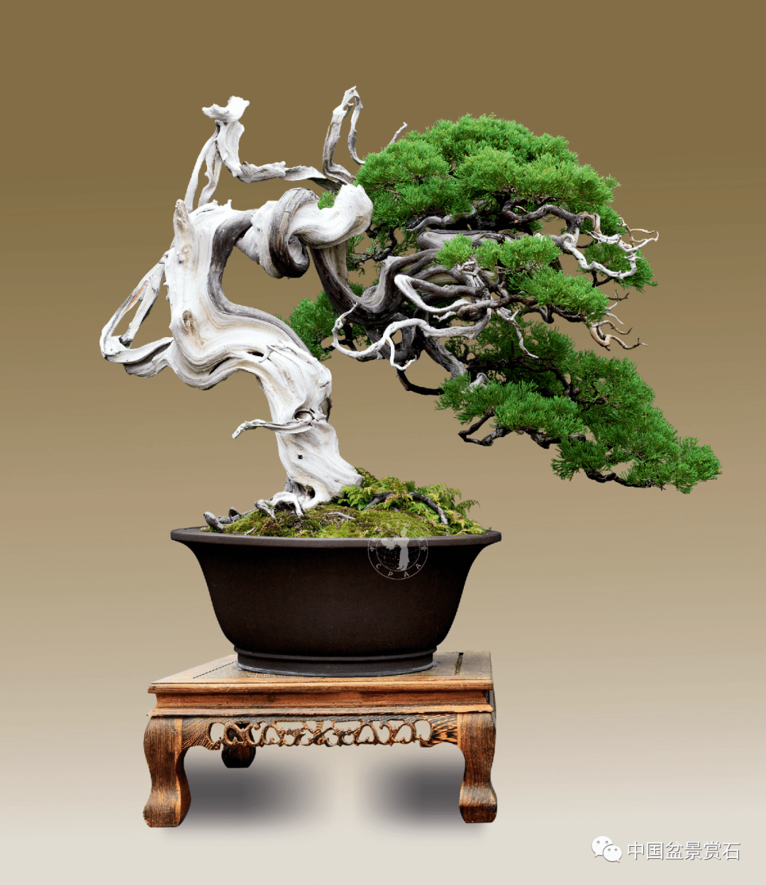 养景亦养心 | 陈文辉的盆景艺术人生_真柏_作品_创作