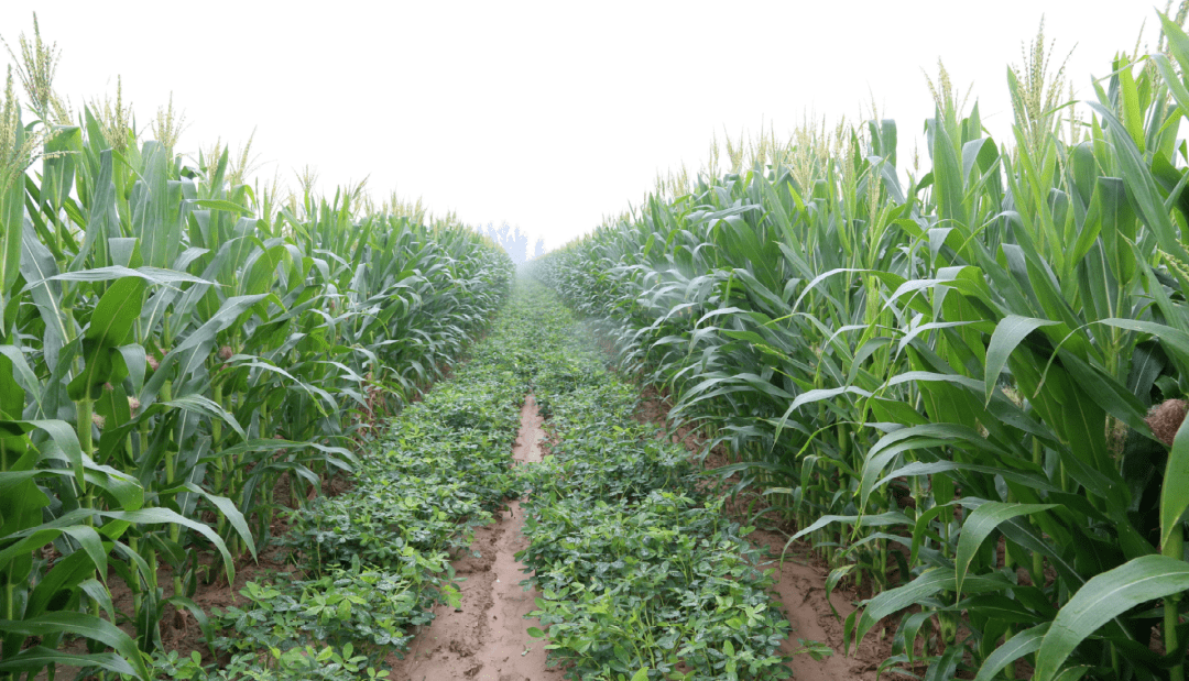 20种主要农作物的成长习性区位条件,高考地理中的六种农作物种植方式