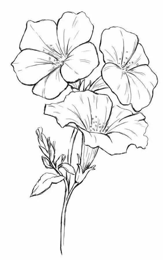 黑白线稿:花卉植物线稿素材手绘临摹